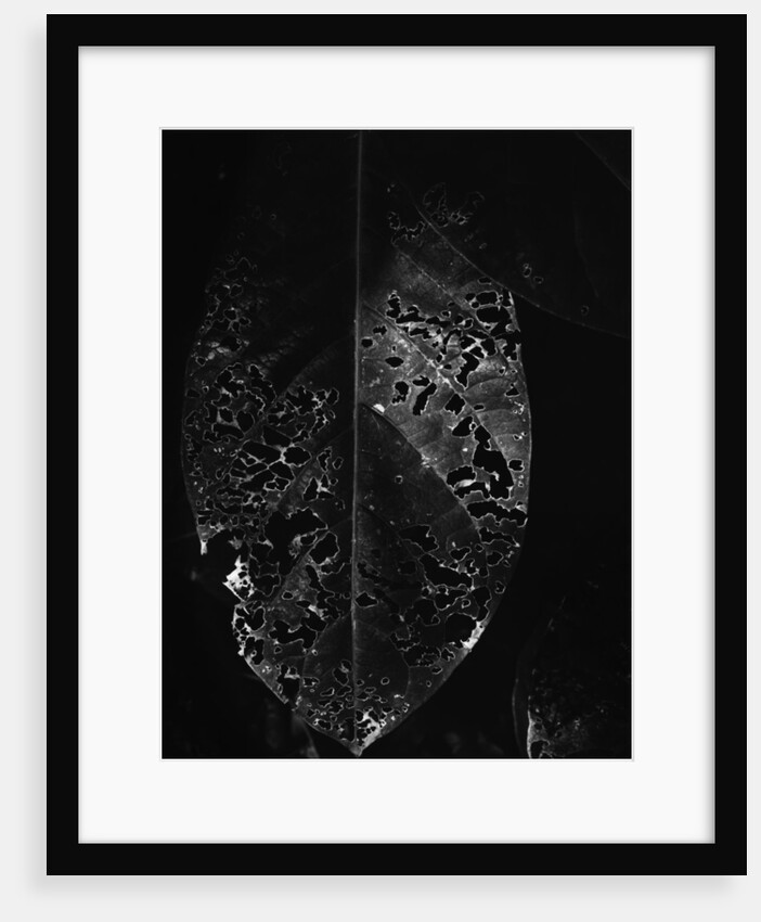 Dead Leaf by Anonymous