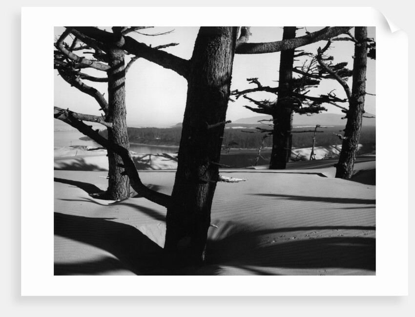 Dunes and Trees, Oregon, 1962 by Anonymous