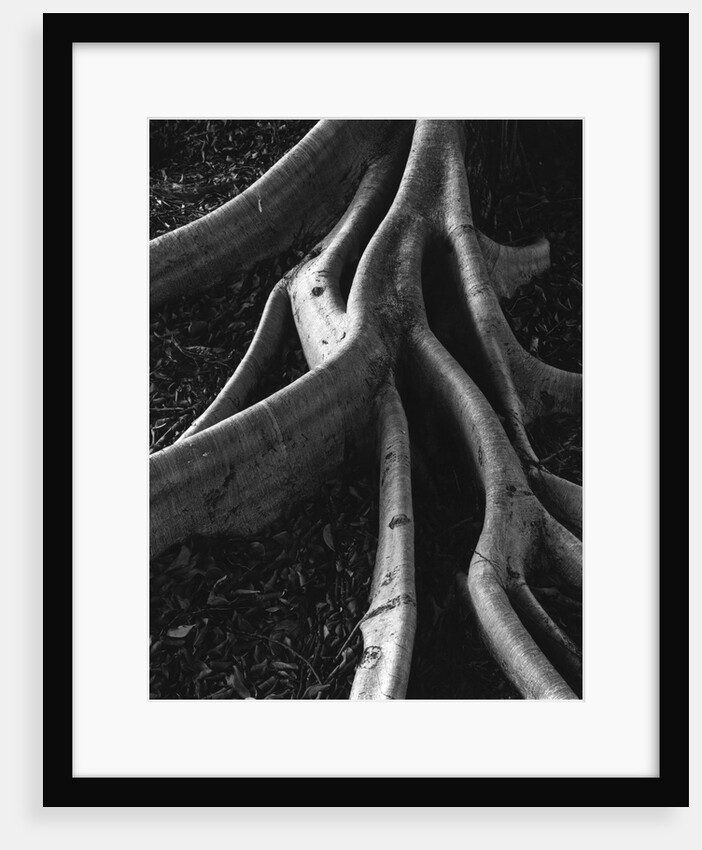 Banyan Roots, Hawaii by Anonymous