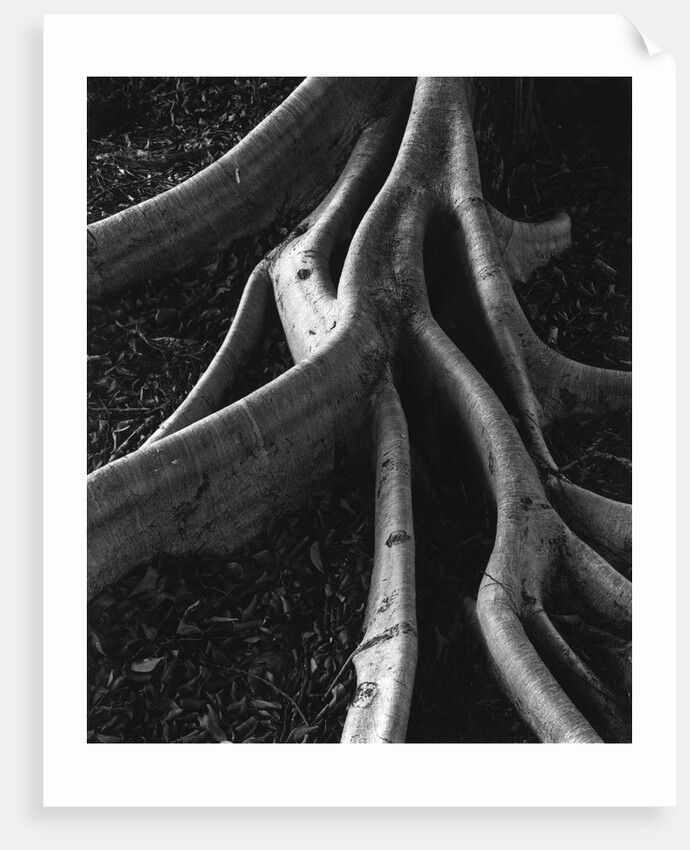 Banyan Roots, Hawaii by Anonymous