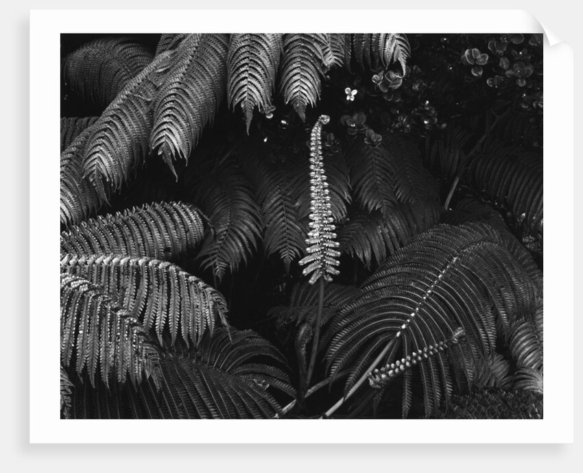 Ferns by Anonymous