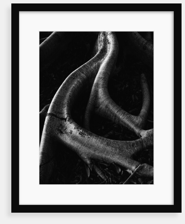 Banyan Roots, Hawaii by Brett Weston