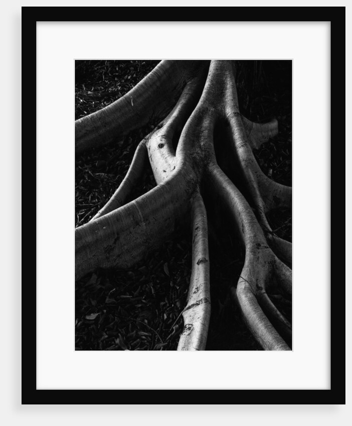Banyan Tree Roots by Anonymous