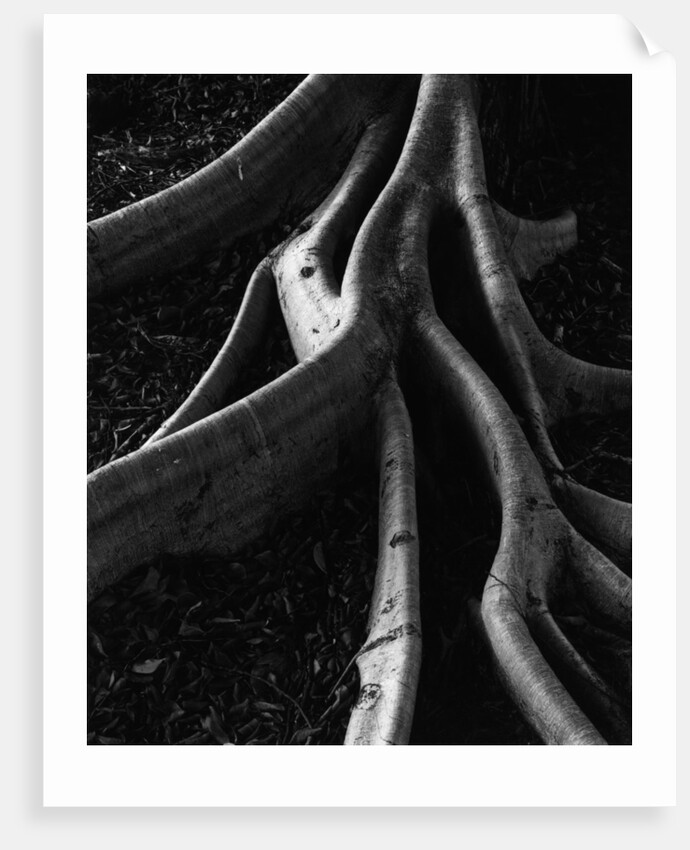 Banyan Tree Roots by Anonymous