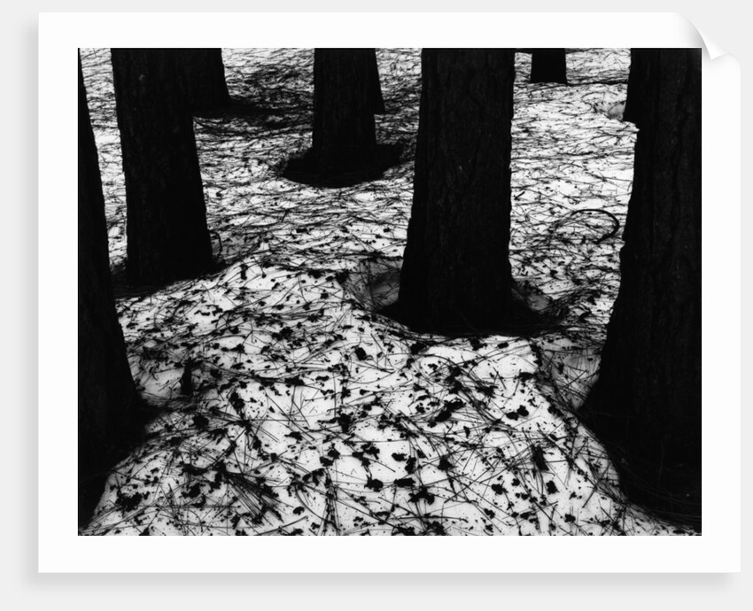 Pines in Snow, Yosemite by Brett Weston