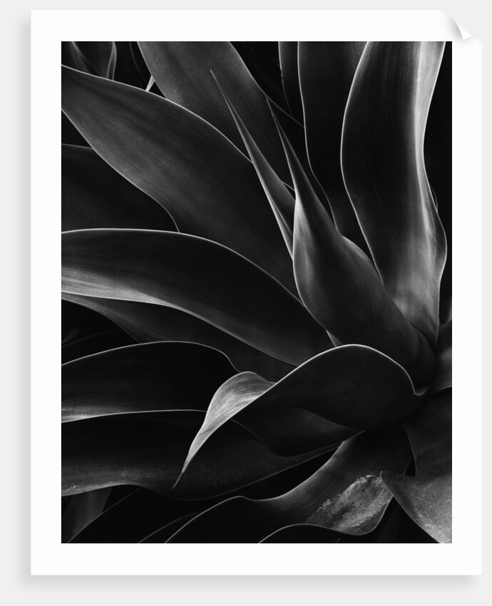 Century Plant by Anonymous