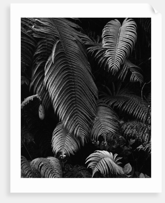 Fern Leaves by Anonymous