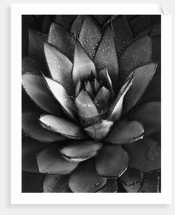 Century Plant by Brett Weston
