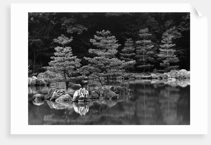 Pond and Pines by Anonymous