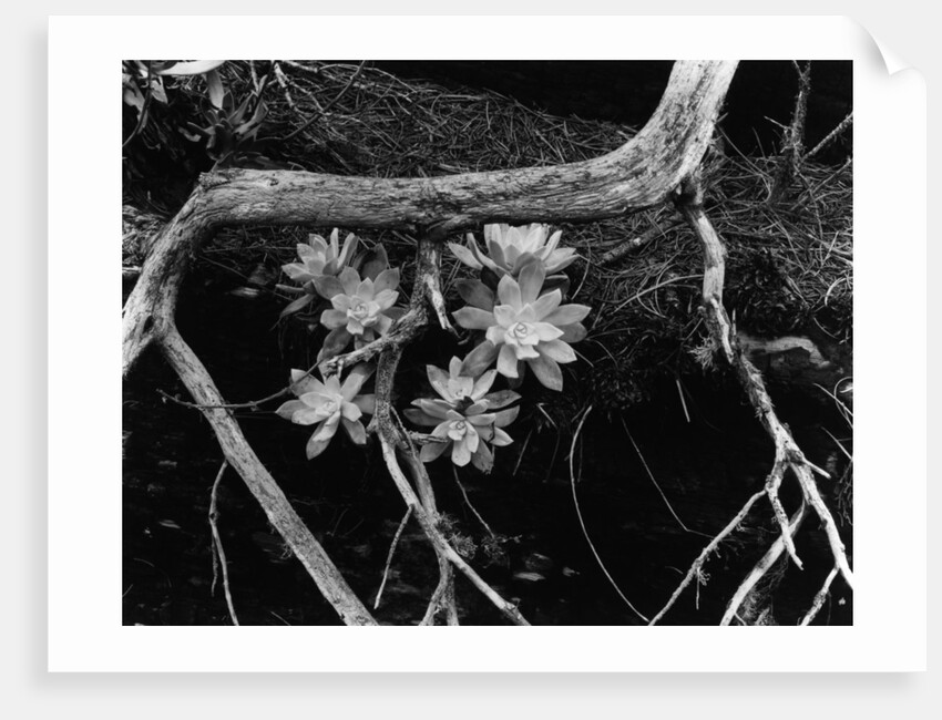 Succulents, Point Lobos, 1951 by Anonymous