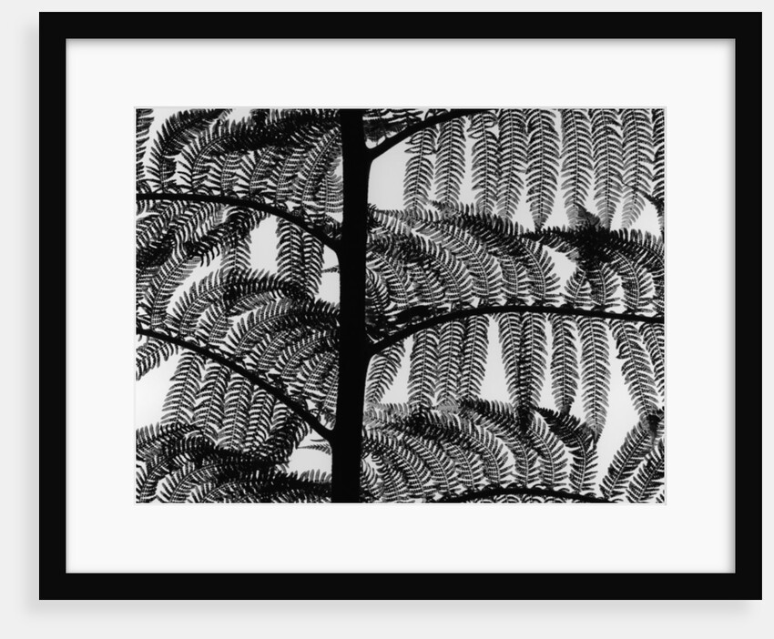 Fern by Anonymous