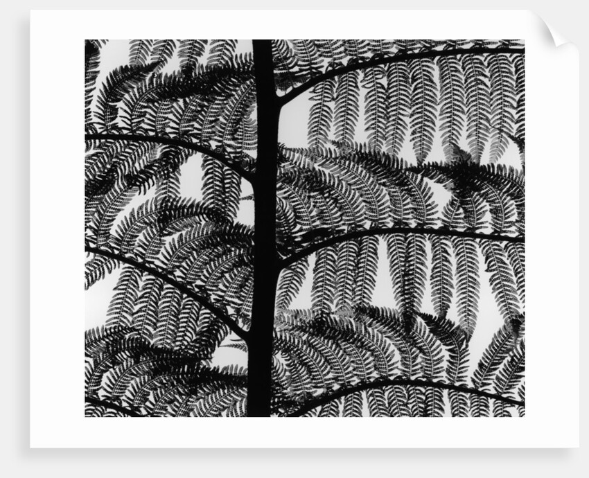 Fern by Anonymous