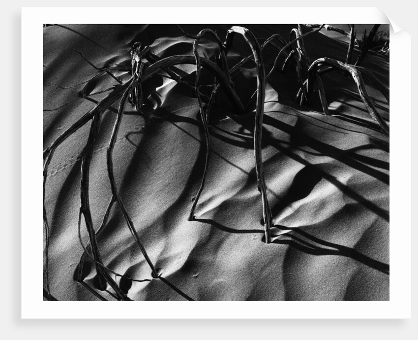 Branches in Sand by Anonymous