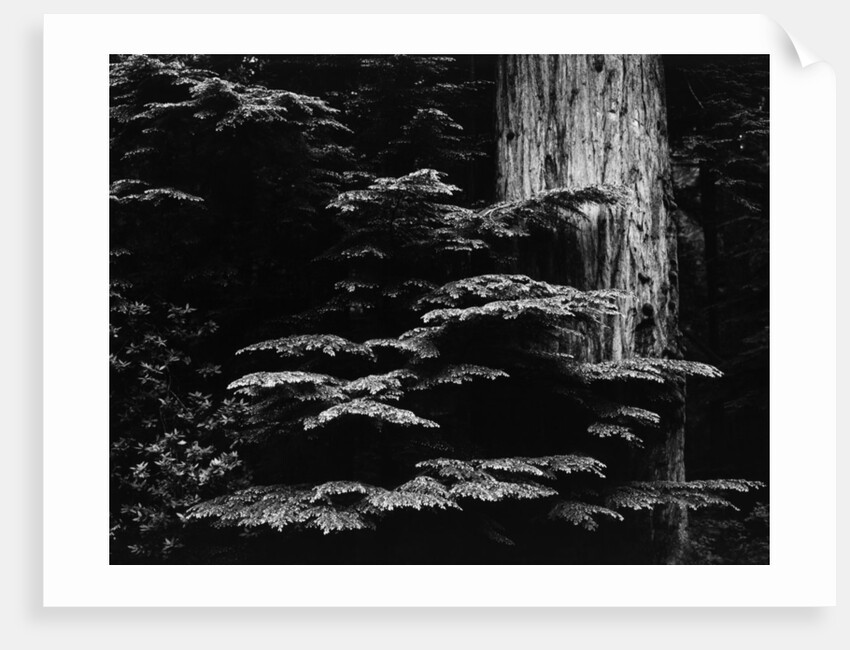Redwood Tree, California, 1964 by Anonymous