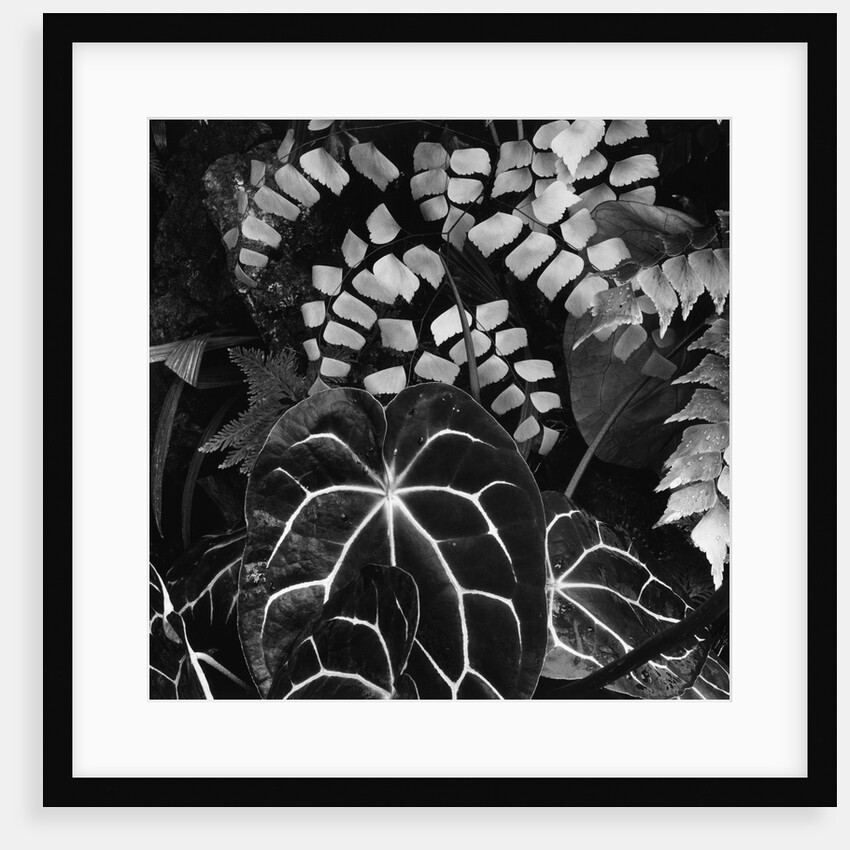 Leaves by Anonymous