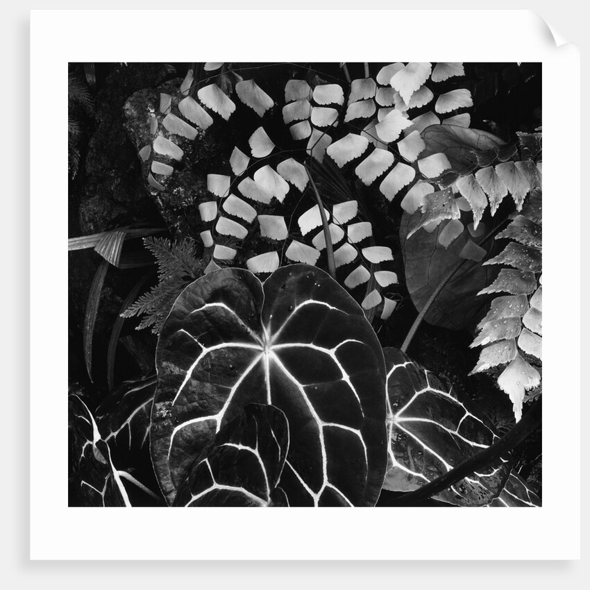 Leaves by Anonymous