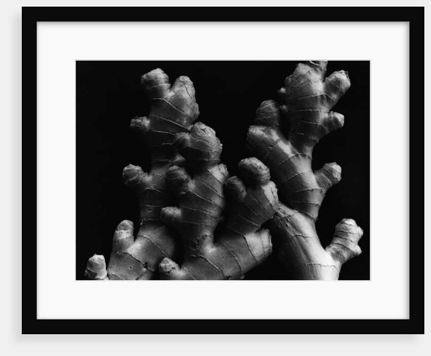 Ginger Roots by Anonymous