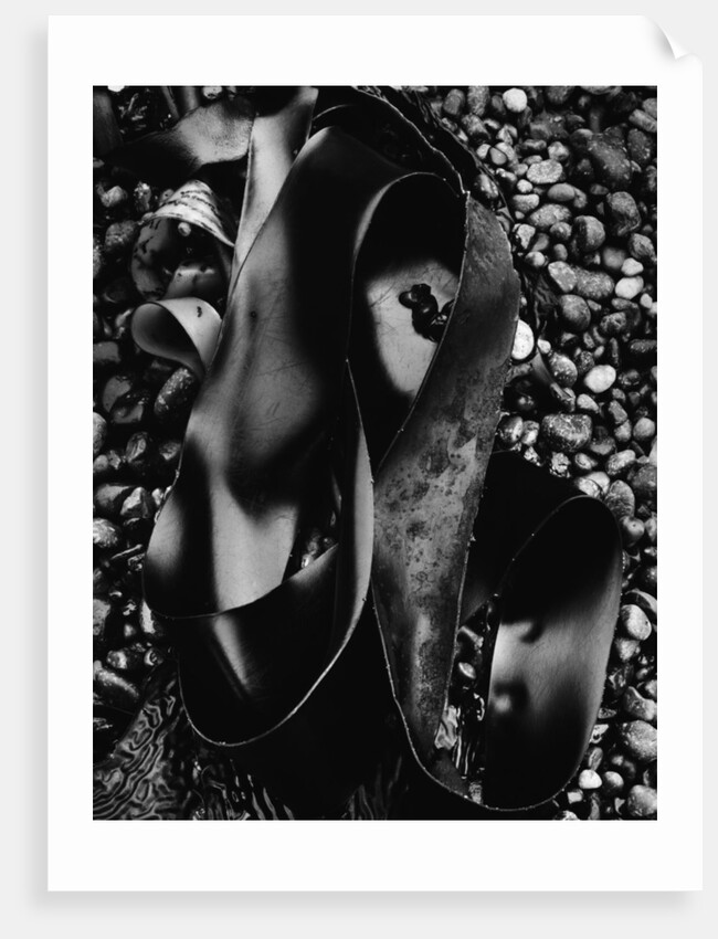 Kelp by Anonymous