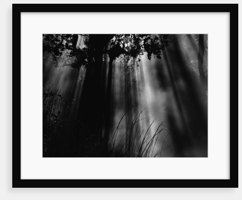 Sunbeams in Trees by Anonymous