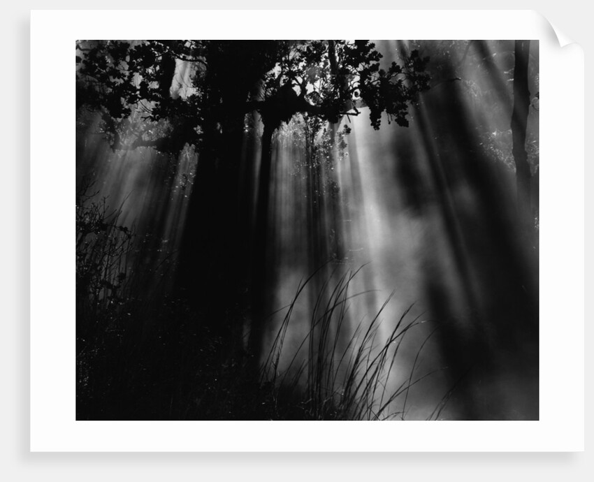 Sunbeams in Trees by Anonymous