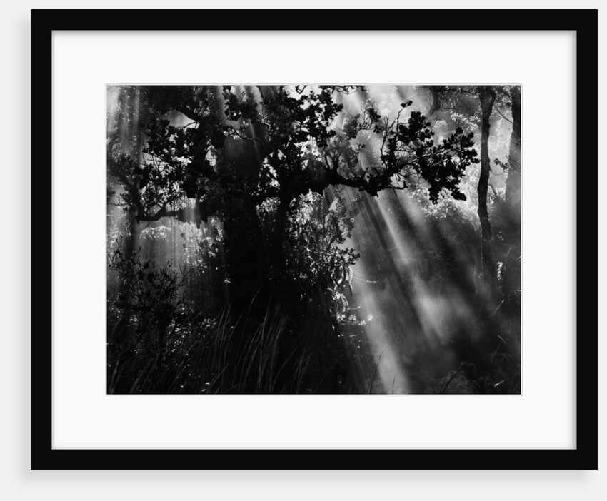 Sunbeams in Trees by Anonymous
