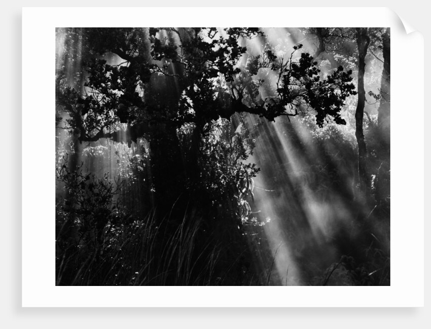 Sunbeams in Trees by Anonymous