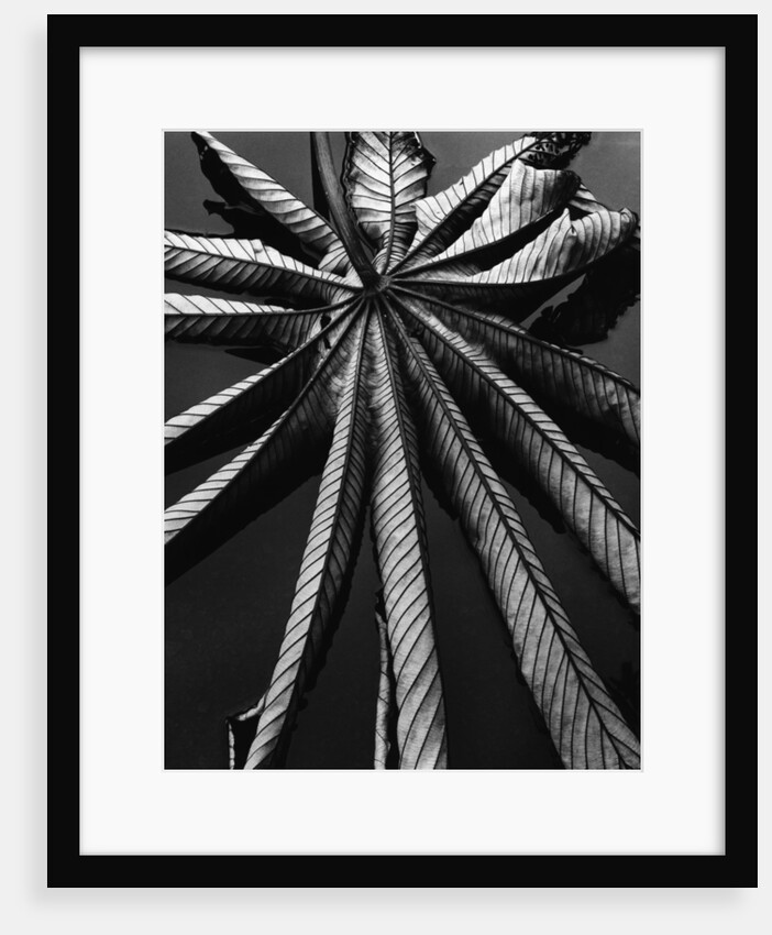 Leaf, Hawaii, 1978 by Anonymous
