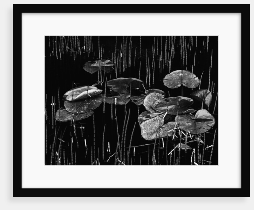 Swamp, Alaska, 1977 by Anonymous