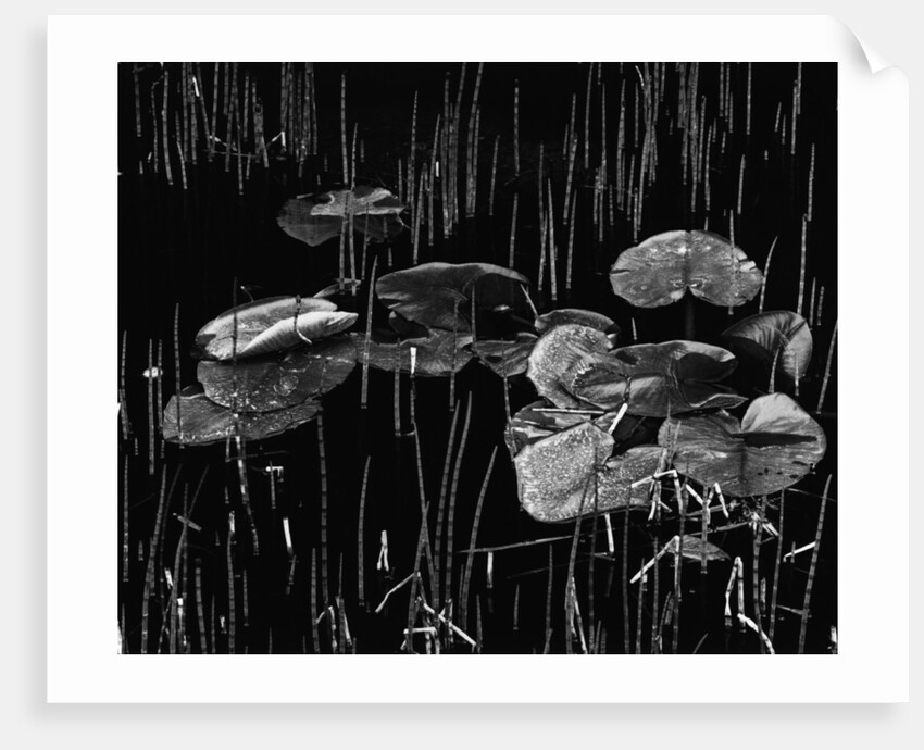 Swamp, Alaska, 1977 by Anonymous