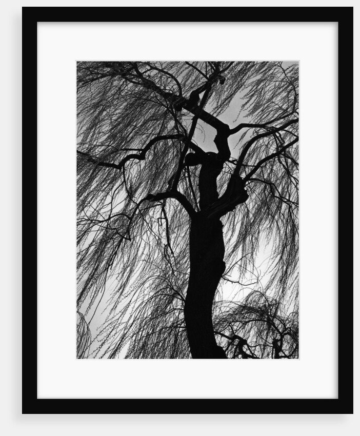 Weeping Willow, Oregon, 1975 by Anonymous