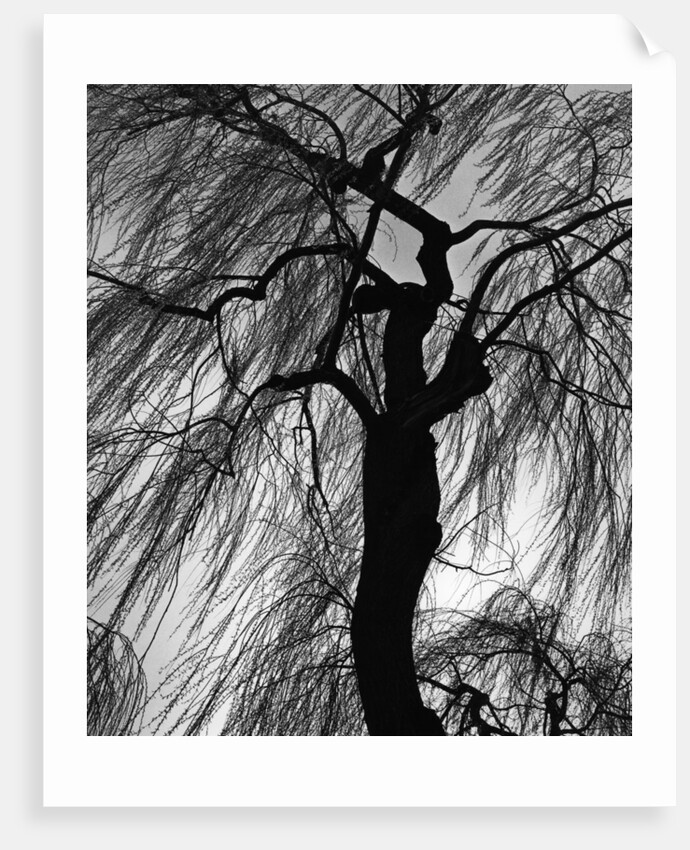 Weeping Willow, Oregon, 1975 by Anonymous