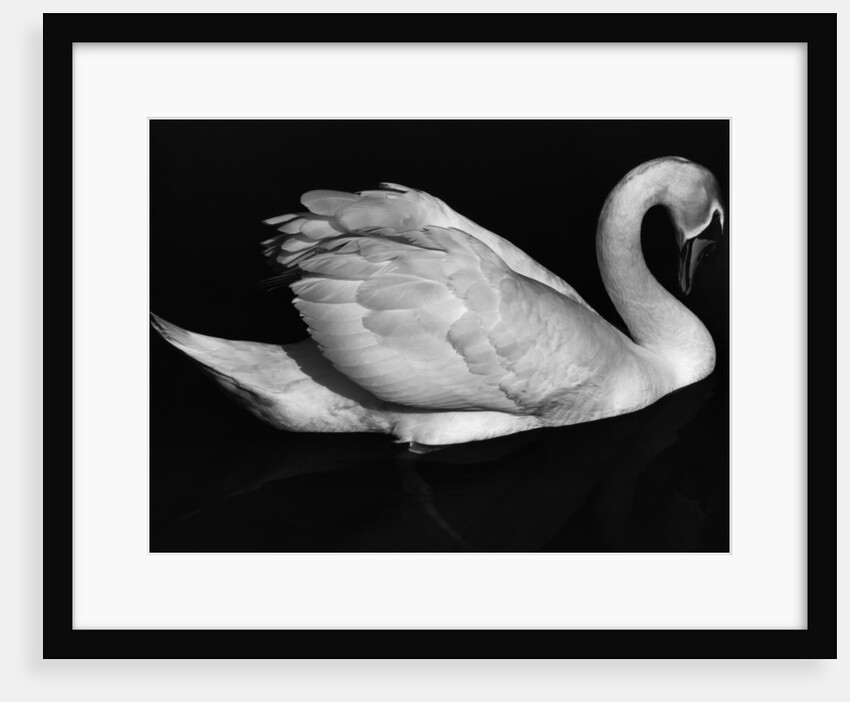 Swan, Europe, 1972 by Anonymous