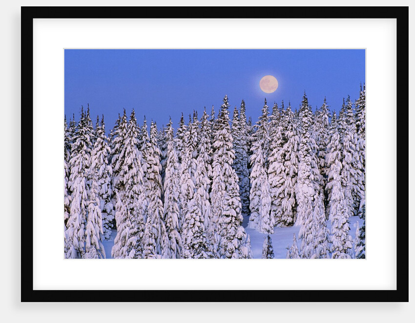 Moon Over Snow-Covered Trees by Anonymous