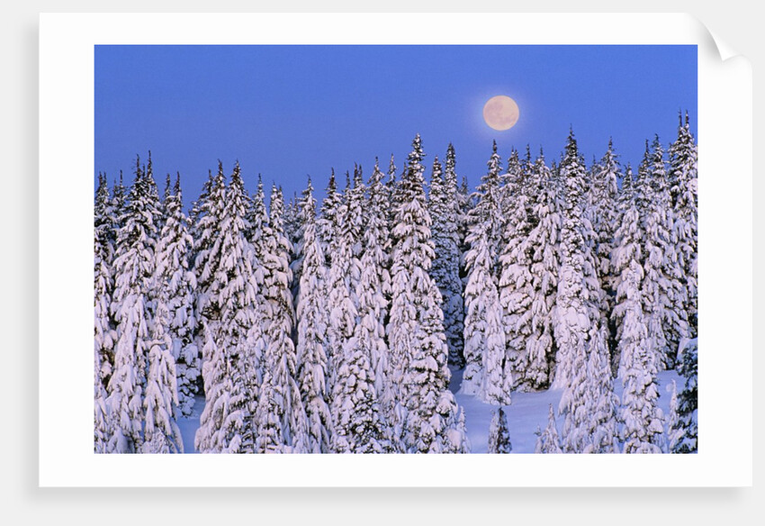 Moon Over Snow-Covered Trees by Anonymous