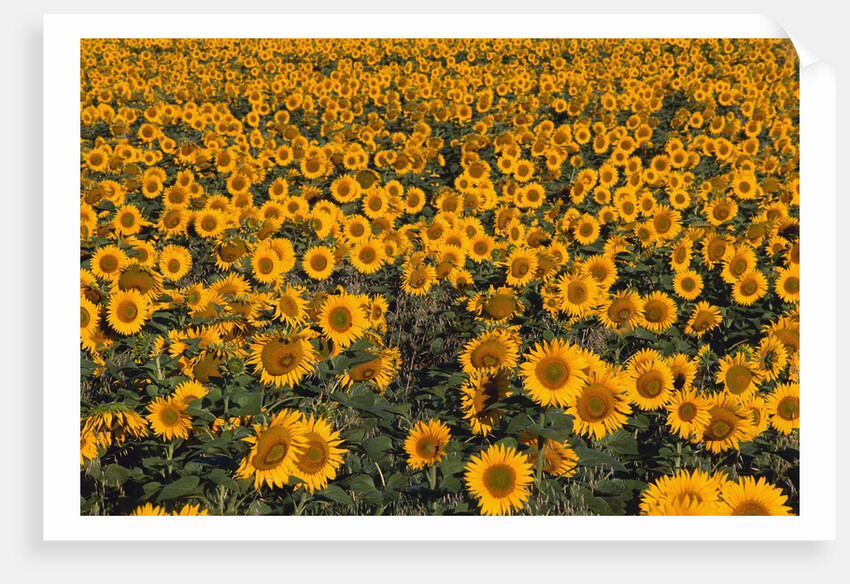 Field of Sunflowers by Anonymous