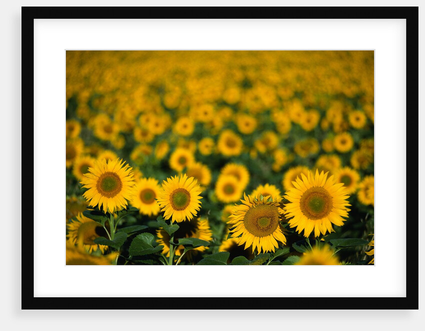 Field of Sunflowers by Anonymous