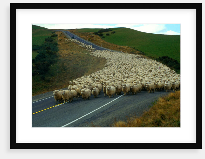 Flock of Sheep in Roadway by Anonymous