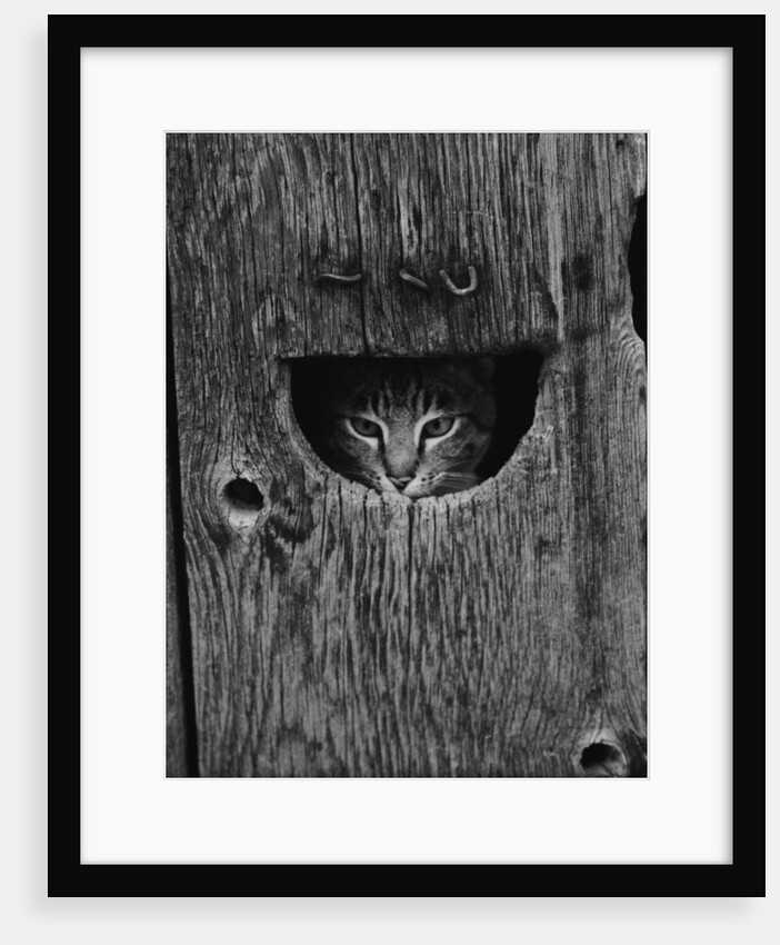 Cat Peeking Out from Barn by Anonymous