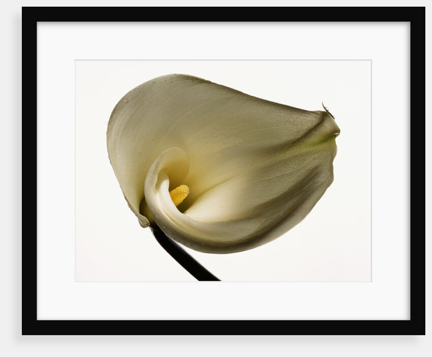 White Common Calla by Anonymous