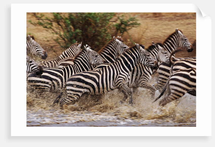 Zebras Running by Anonymous