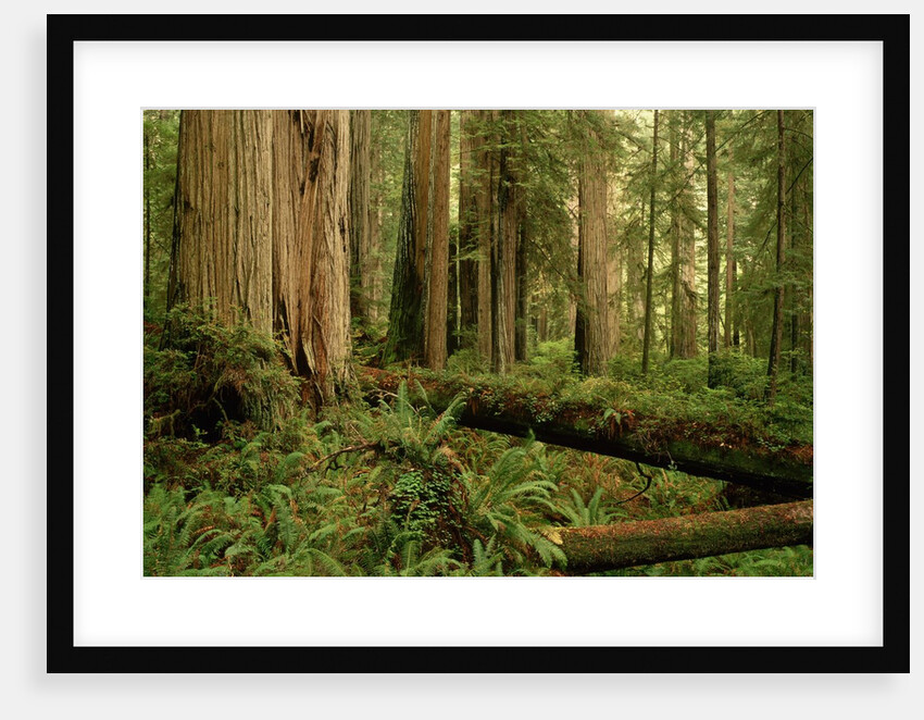 Redwood Trees by Anonymous