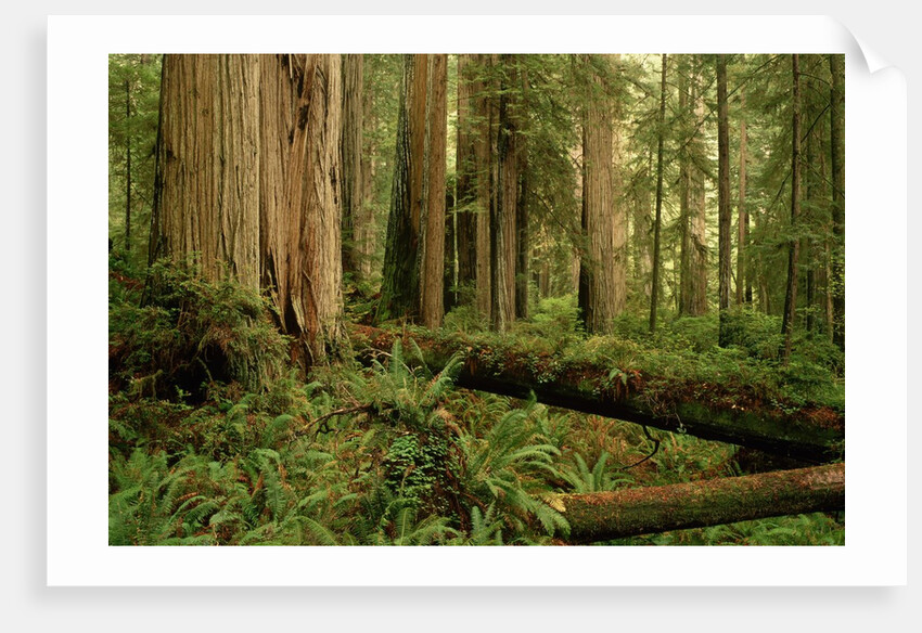 Redwood Trees by Anonymous