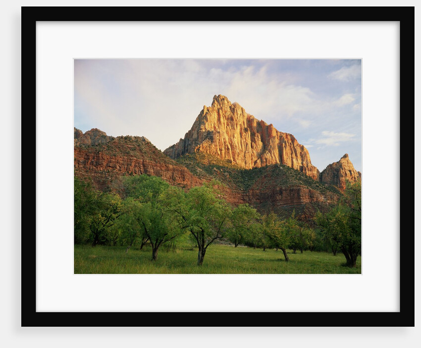 Orchard at the Base of a Rock Formation by Anonymous