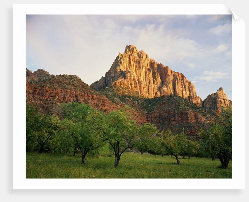 Orchard at the Base of a Rock Formation by Anonymous