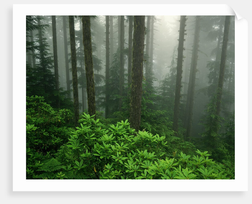 Old Growth Forest by Anonymous