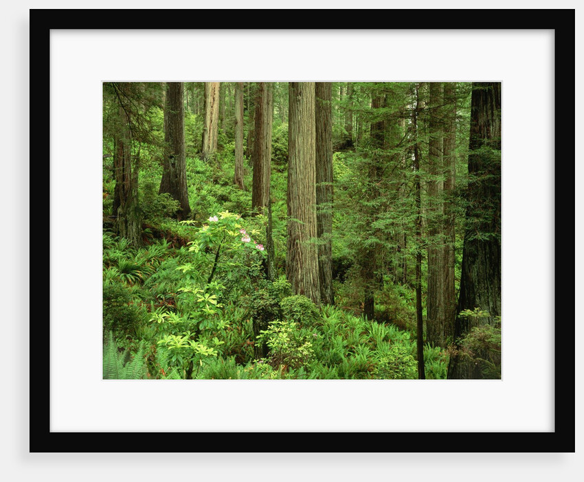 Redwood Trees by Anonymous