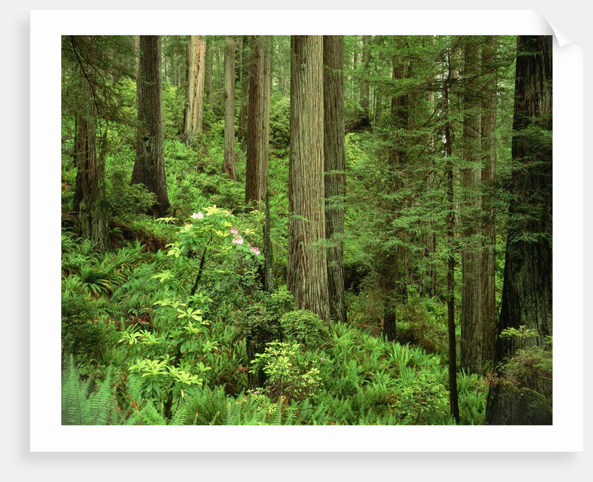 Redwood Trees by Anonymous