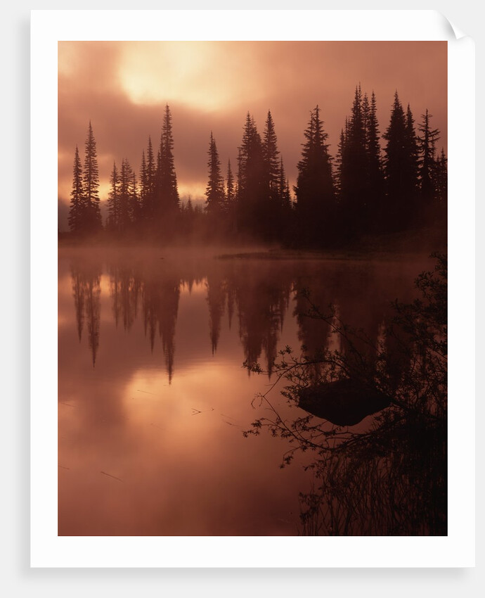 Tree Reflection on a Lake by Anonymous