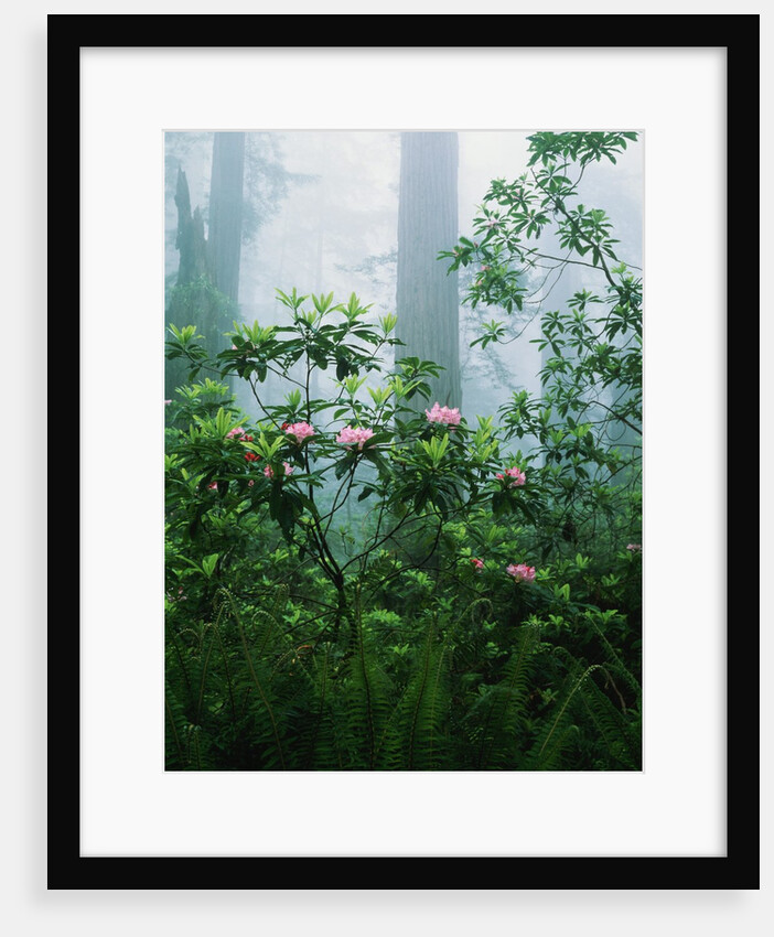 Rhododendrons in the Forest by Anonymous