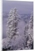 Snowy Trees by Anonymous